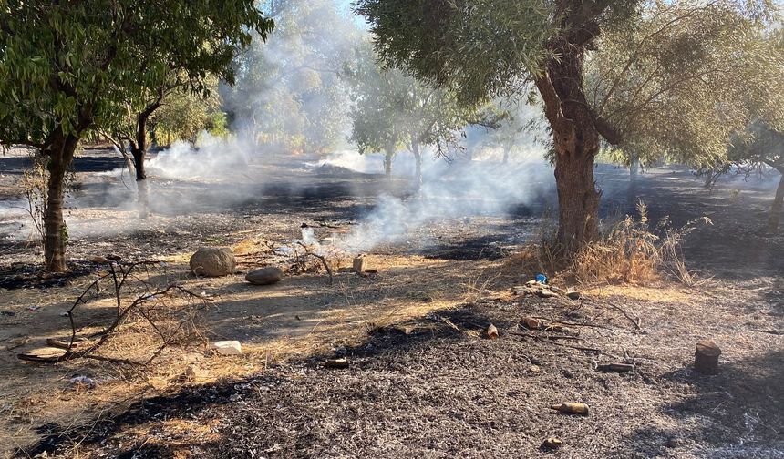 Zeytinlik alanda çıkan yangın kontrol altına alındı