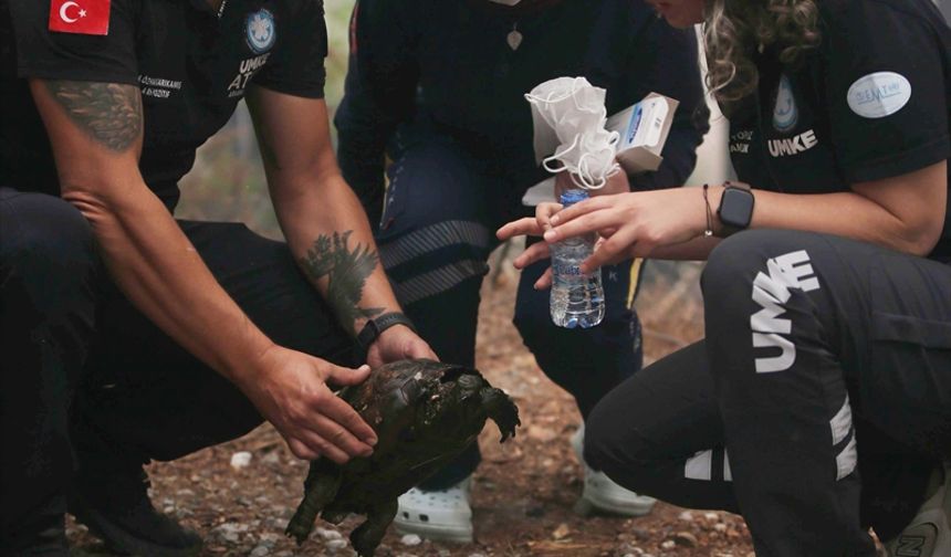 Köyceğiz’de yangında kaplumbağa kurtarıldı