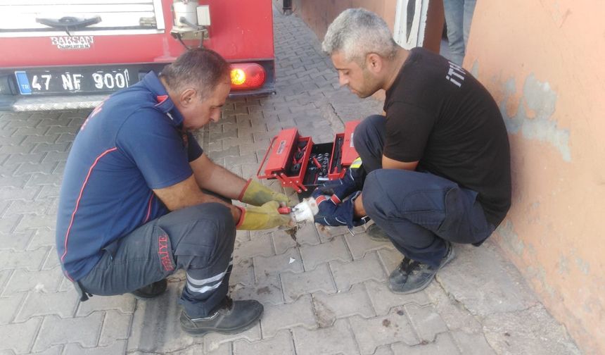 Mardin'de tuvaletin deliğine sıkışan yavru kedi kurtarıldı