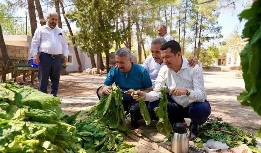Alkayış’tan Tütün Üreticilerine Müjde!