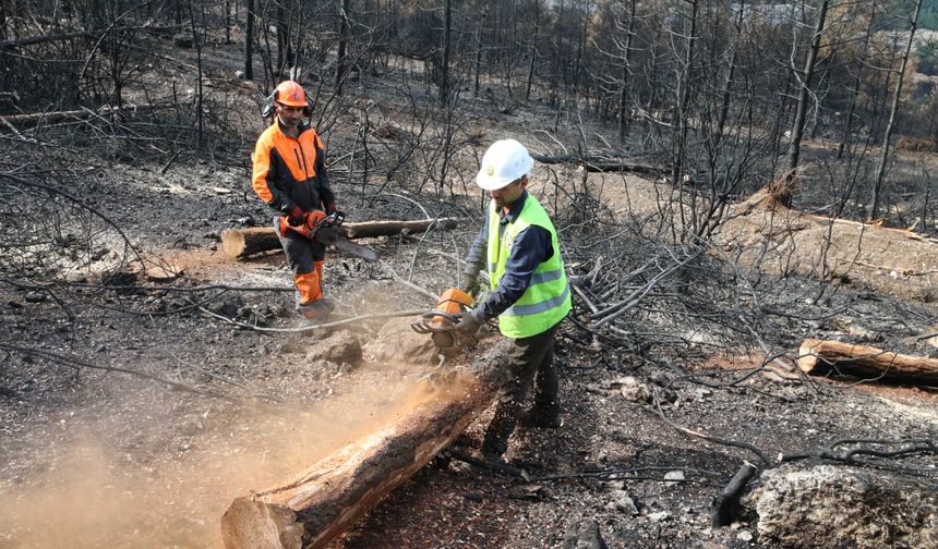 Denizli ve Uşak'ta 20 yılda 306 milyon fidan dikildi