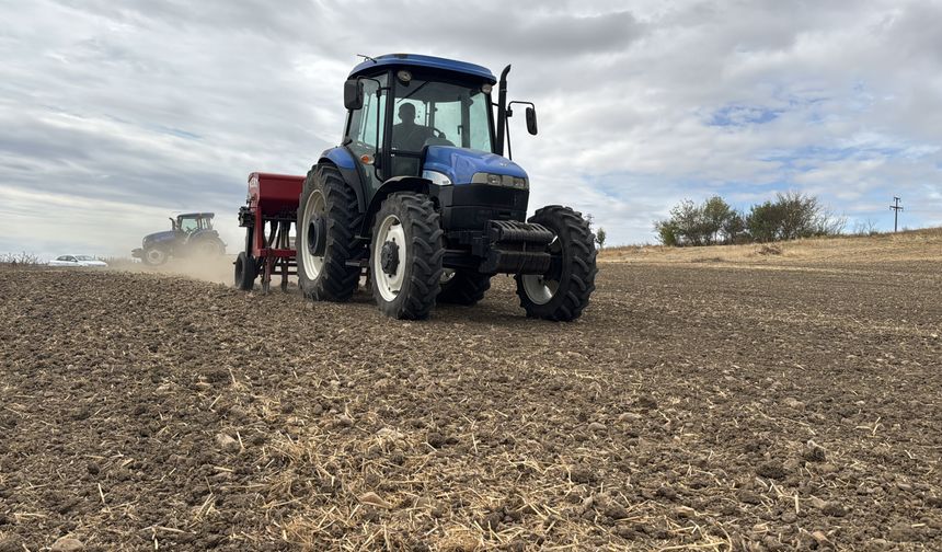 Edirne’de Ayçiçeği Yerini Kanolaya Bırakıyor