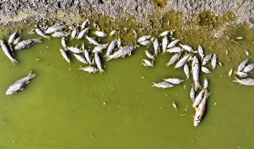 Kayseri'de Tozlu Göleti kıyısında balık ölümleri görüldü
