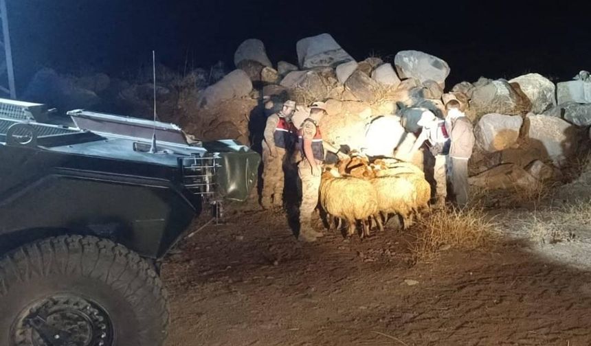 Kilis'te kaybolan hayvanları Jandarma buldu