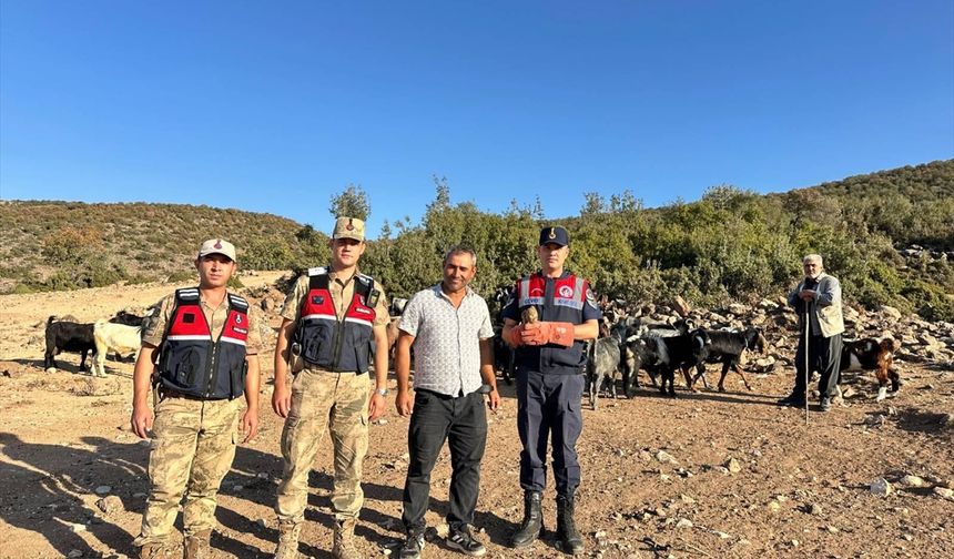 Yaralı bulunan kerkenez kuşu koruma altına alındı