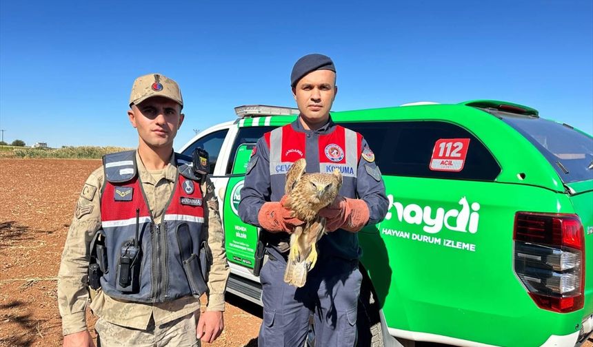 Kilis'te yaralı bulunan kızıl şahin koruma altına alındı