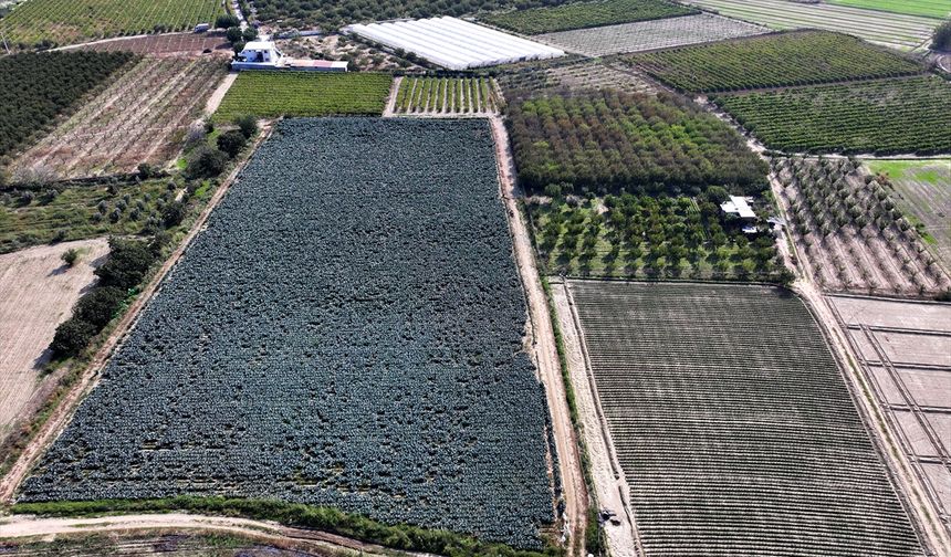 Ege'de çiftçiler ekim yağmurlarıyla nefes aldı