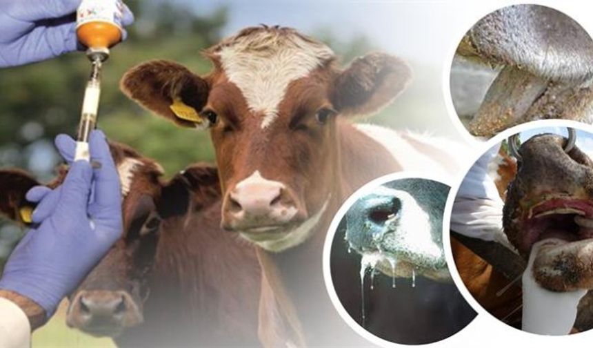 Büyükbaş Hayvanların %92’ine Şap Aşısı Yapıldı