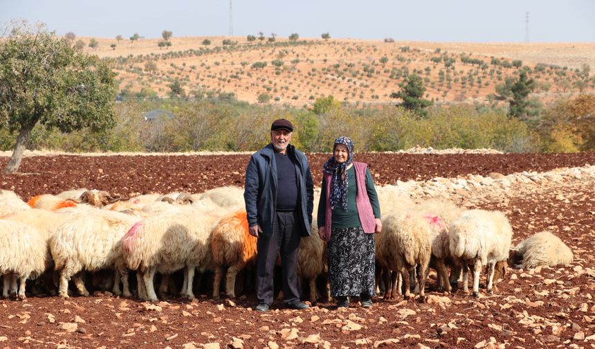 Belediyeden aldıkları destekle besici oldular