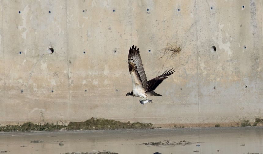 Ezine Çayı'nda avlanan balık kartalları görüntülendi