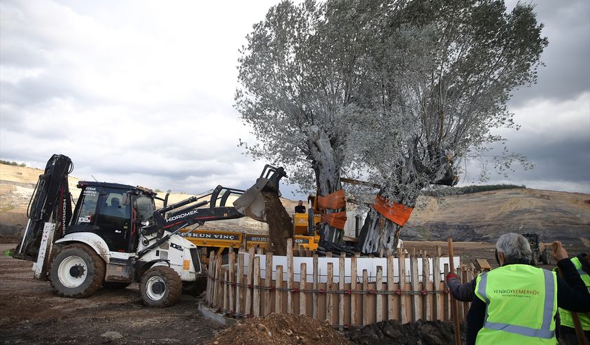 Muğla’da maden rehabilitasyonunda zeytin fidanları dikildi