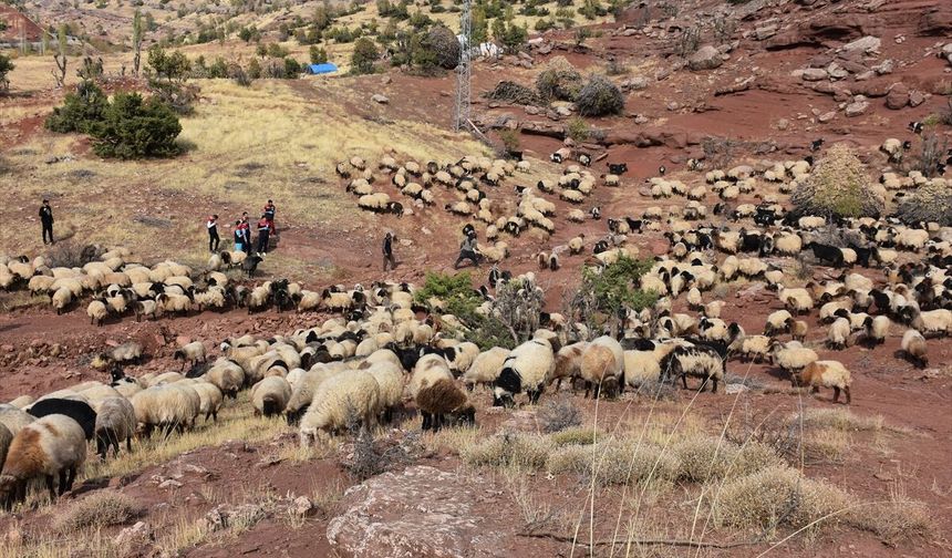 Şırnak’ta 342 Bin Küçükbaş Hayvan Sağlık Taramasından Geçti