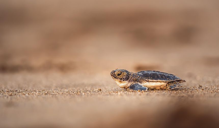 Deniz kaplumbağalarının nesli artık tehdit altında değil