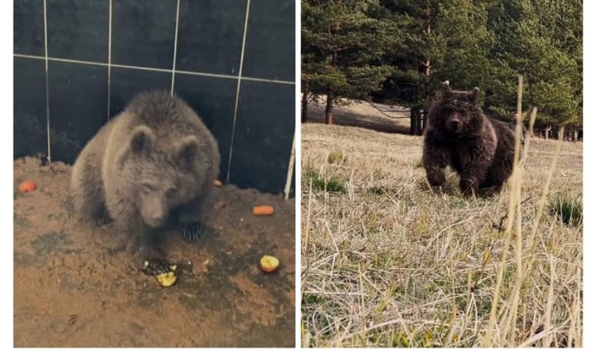 Yaralı Üzgün Ayı Yuvasına Mutlu Döndü