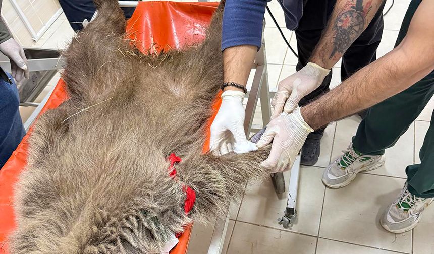 Ayı yavrusuna ateş eden kişi aranıyor!