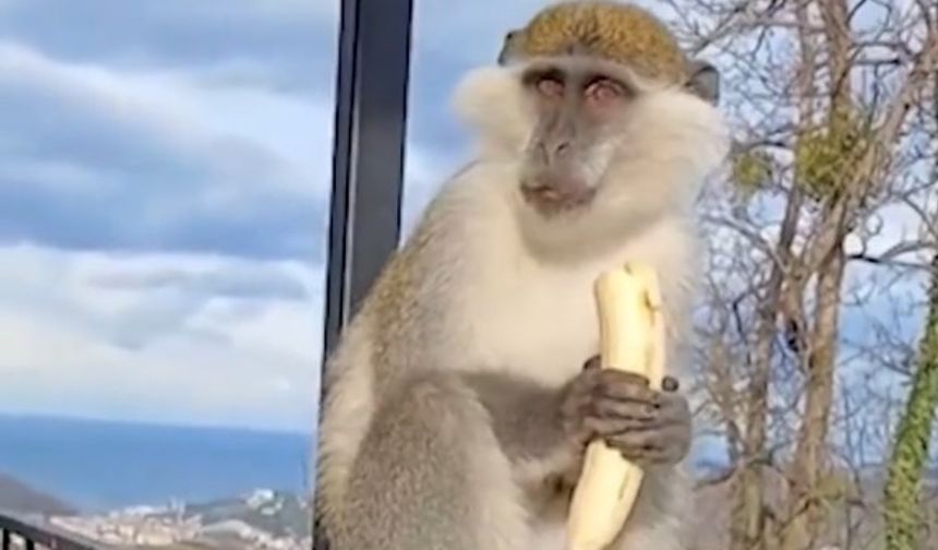 Kaçan maymun balkonda yakalandı