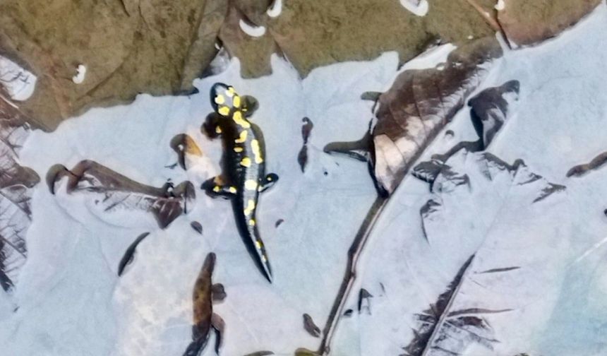 Kahramanmaraş'ta havuzda anadolu semenderi görüldü