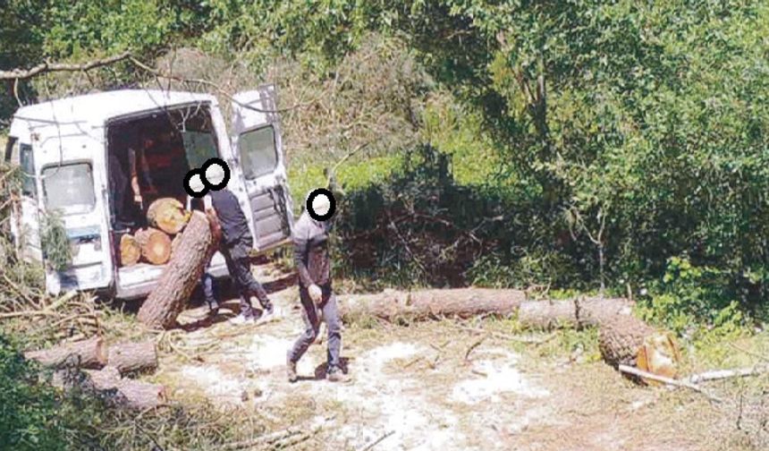 Ormanlarda Kaçak Kesimlerle Mücadele Devam Ediyor