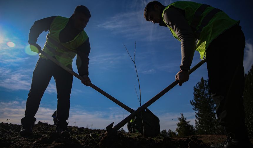 Uludağ eteklerindeki bal ormanı arıcıları bekliyor