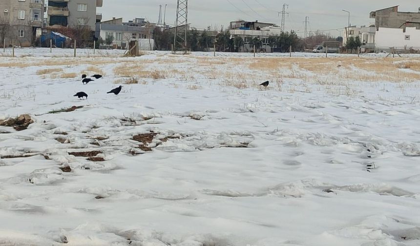 Adıyaman'da kargaların yiyecek arayışı görüntülendi