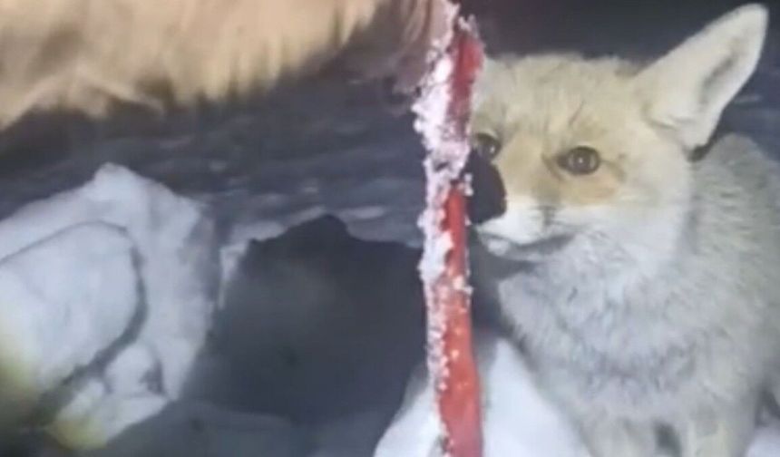 Adıyaman'da Rezip Köyü sakini, kar yağışı sonrası kapıya gelen tilkiyi besledi - Videolu Haber