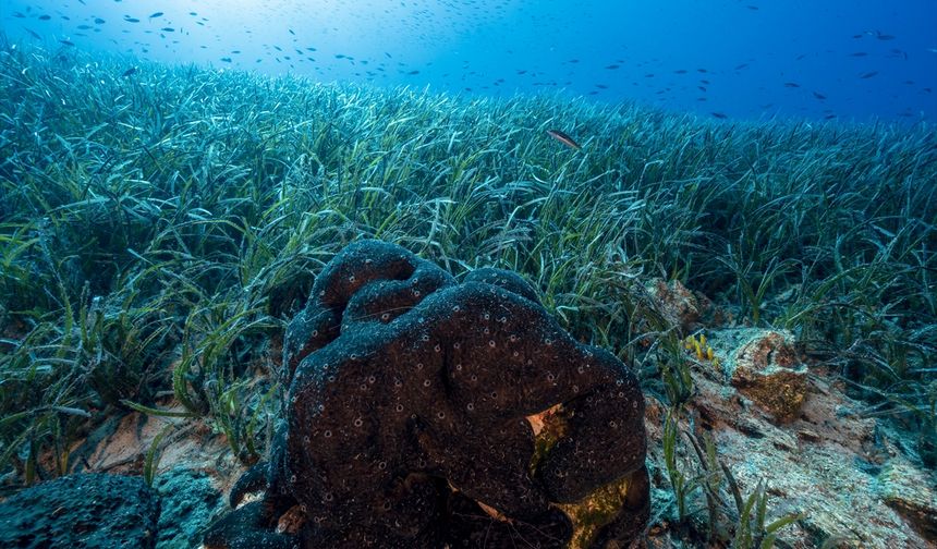Akdeniz Koruma Derneği izleme çalışmalarını sürdürüyor