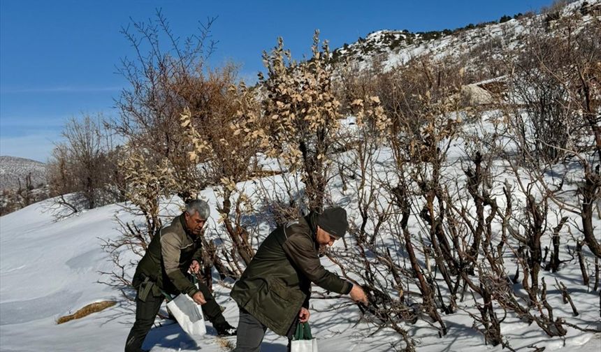 Batman'da kuşlar için doğaya yem bırakıldı