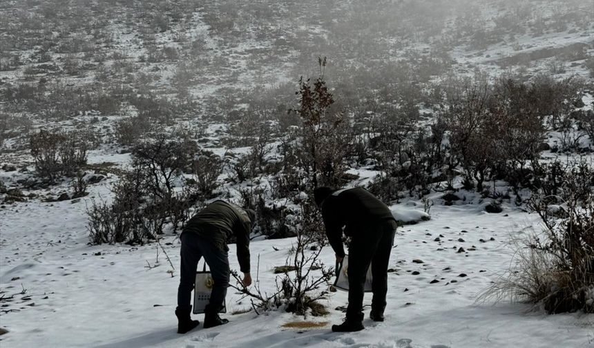 Batman'da yaban hayvanları için doğaya yem bırakıldı