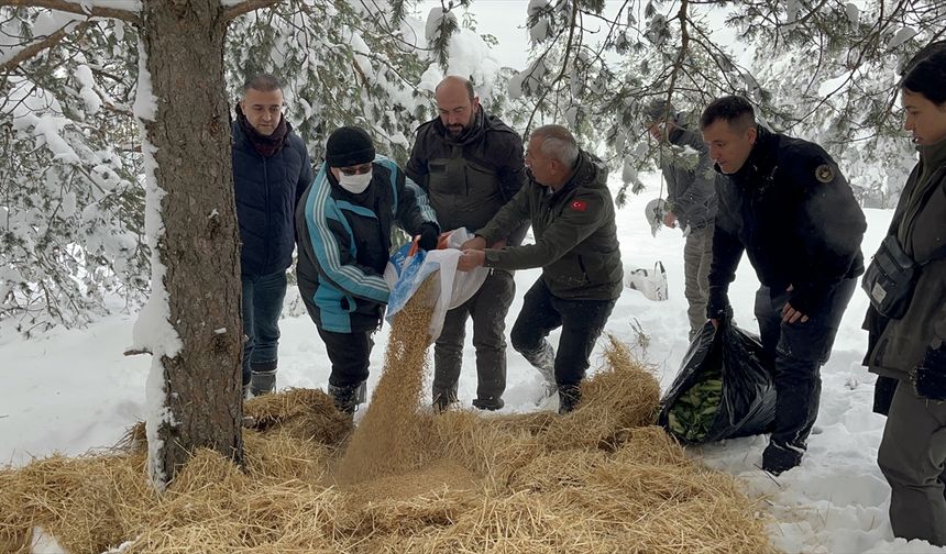 Çankırı’da Yaban Hayvanları İçin Yem Bırakıldı