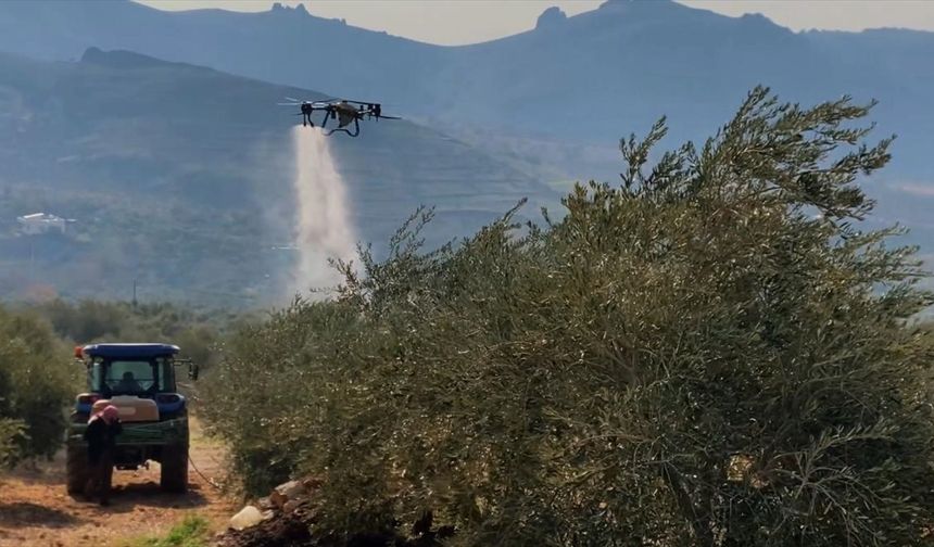 Derik’te Zeytin Dal Kanserine Karşı İlaçlama