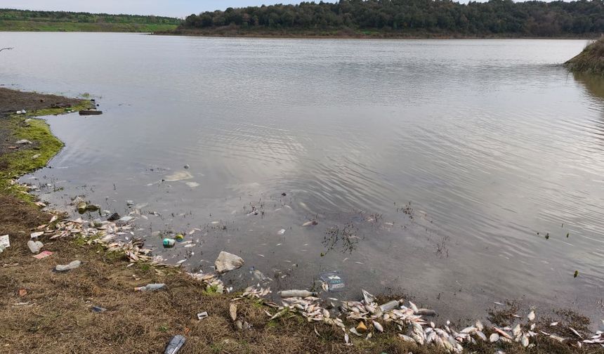 Varan Göleti’nde Yosun Patlaması: Balıklar Kıyıya Vurdu