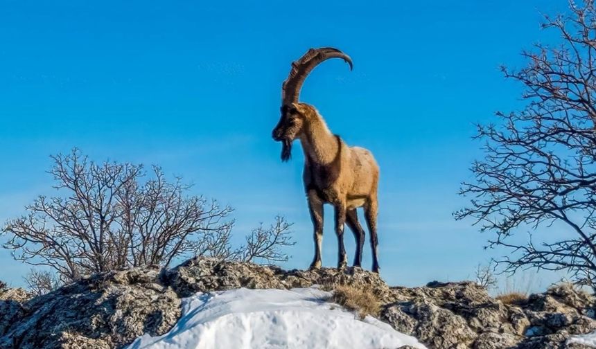 Kar Adıyaman'da kartpostallık manzaralar ortaya çıkardı