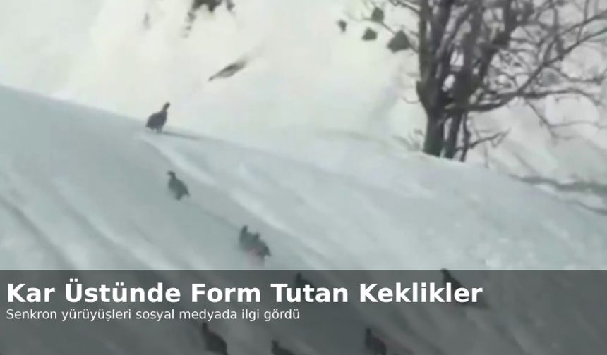 Kar Üstünde Form Tutan Keklikler Sosyal Medyanın Gündeminde