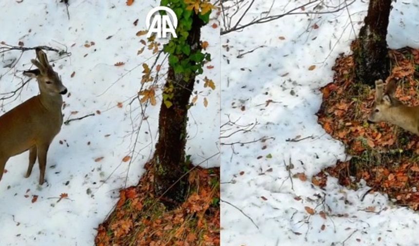 Ormanda beslenen Karacalar dronla görüntülendi