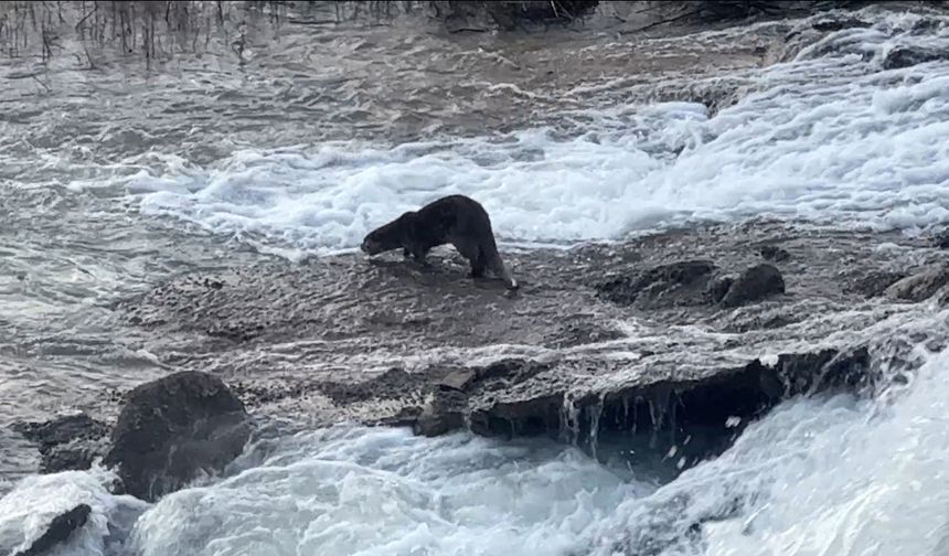 Uludere'de su samuru görüntülendi