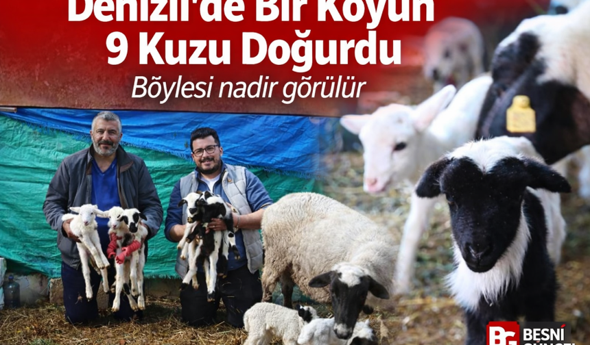 Denizli’de Bir Koyun Tek Doğumda 9 Kuzu Doğurdu