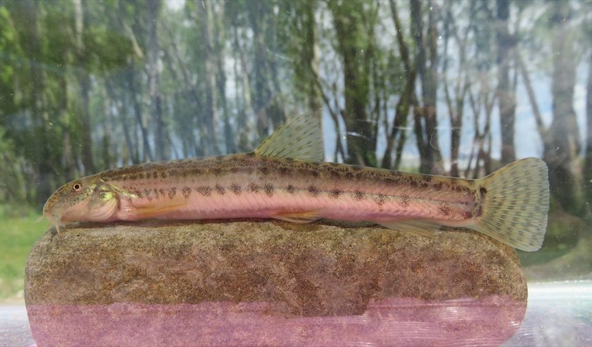 Tatlı sularda alarm: Yüzlerce balık türü risk altında