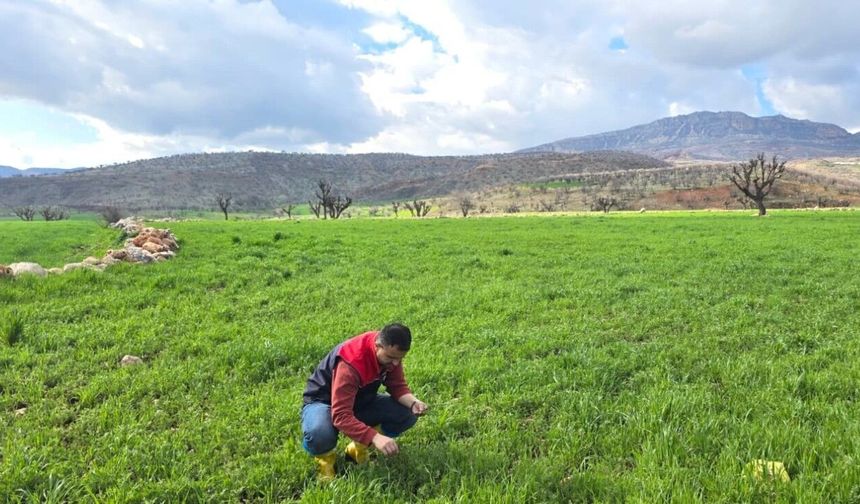 Adıyaman’da mercimek ve buğday tarlaları incelendi