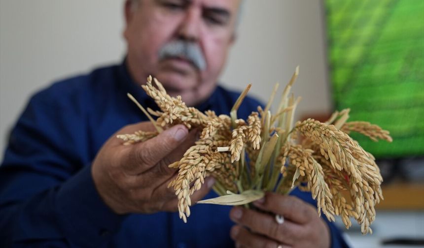 “Çeltiğin Babası”ndan 3 Yeni Dayanıklı Çeşit