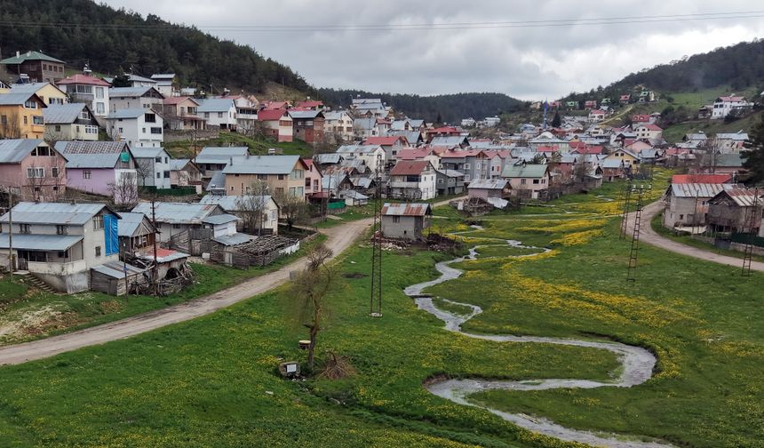 Eğriçimen Yaylası Sarı Papatyalarla Renklendi