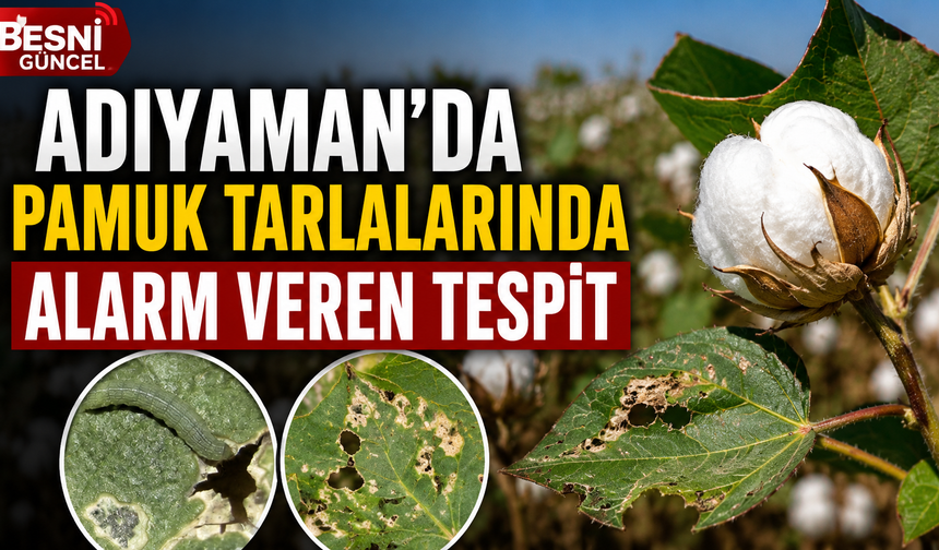 Çizgili Yaprak Kurdu İçin Acil Mücadele Çağrısı