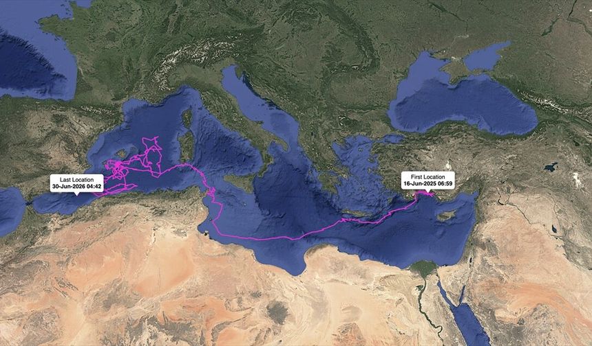 Caretta Carettalar binlerce kilometre yol kat ettiler