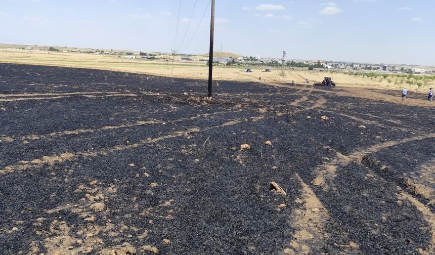 Mardin Kızıltepe'de Ekin Yangınına Hızla Müdahale Edildi, 40 Dönüm
