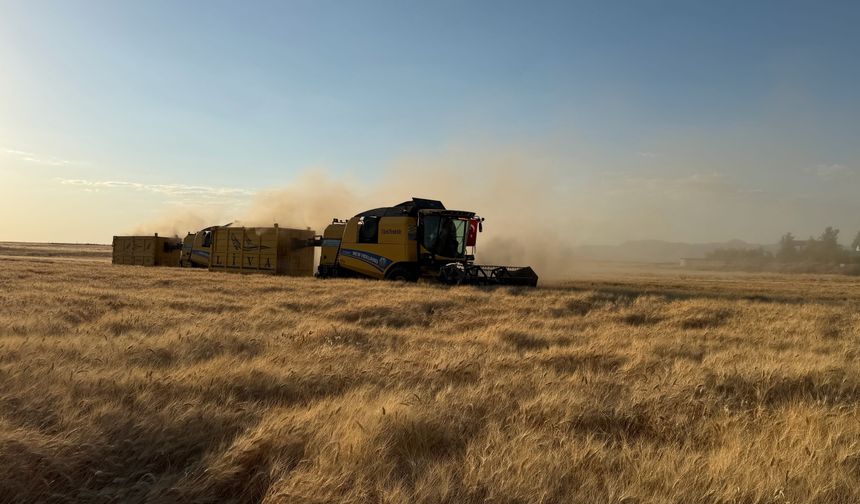 Mardin'de 709 bin ton hububat üretimine ulaşıldı