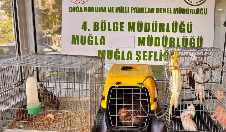 Muğla'da yasa dışı depolanan 13 yabani kuş koruma altına alındı