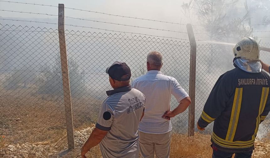 Şanlıurfa Bozova'da çıkan ağaçlık alan yangını söndürüldü