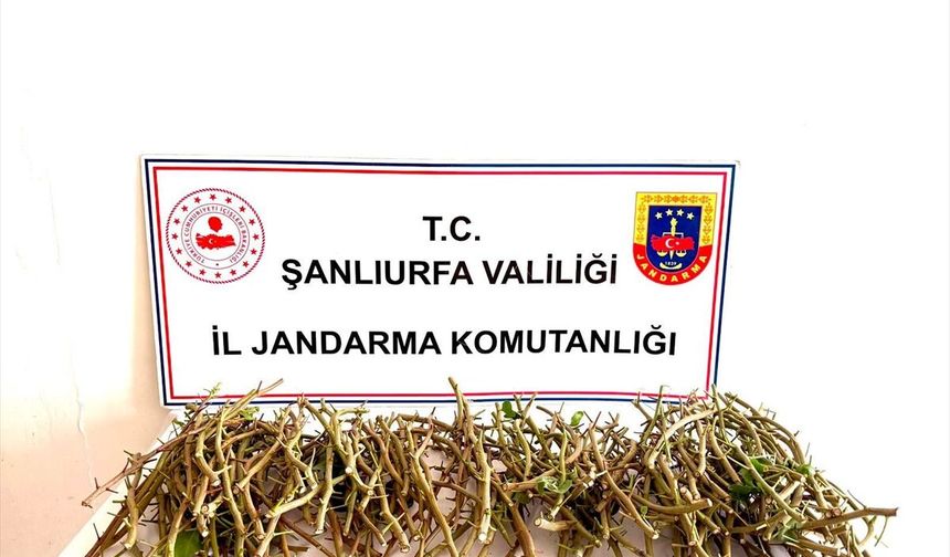 Fıstık aşı dallarını çalan 3 kişi yakalandı