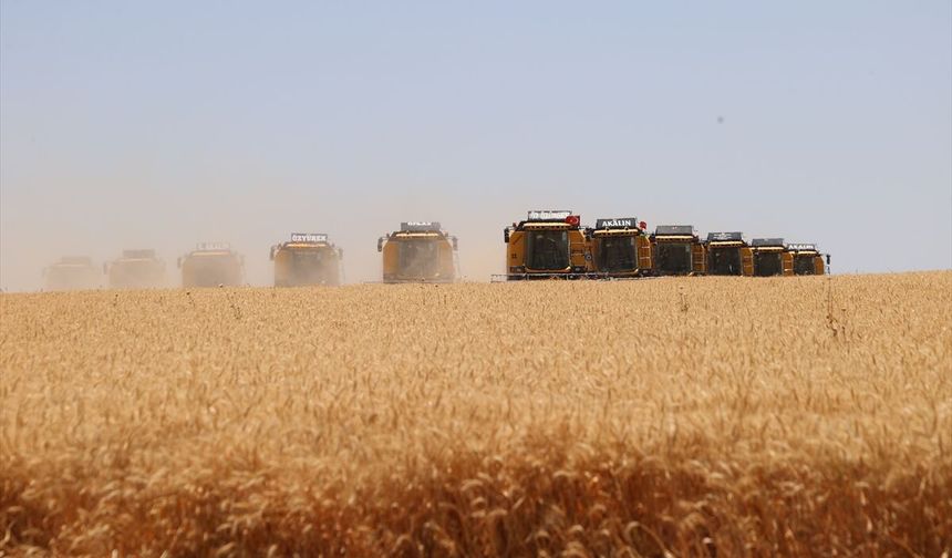 Türkiye'nin en büyüğünde Dev Hasat ve İkinci Ürün Ekimleri