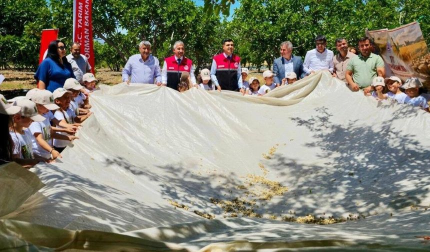 Tut'ta Dut Sezonunun İlk Hasadı Yapıldı
