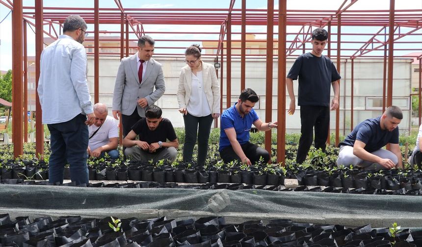 Fıstıkta hem eğitim hem üretim: Siirt Üniversitesi örnek oluyor